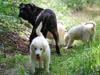 cane corso tigrato